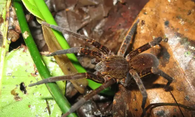 Close-up of a tarantula on damp brown leaves and green plant stems