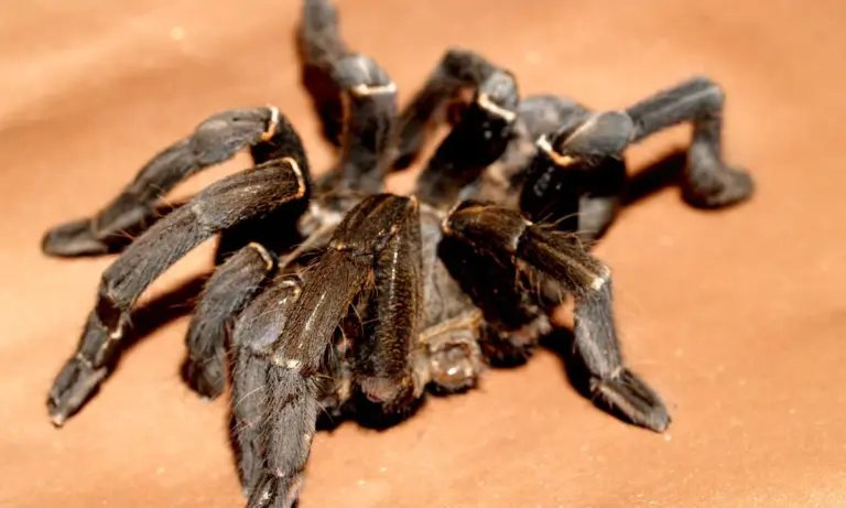 Close-up of a tarantula with dark brown legs on a light brown surface