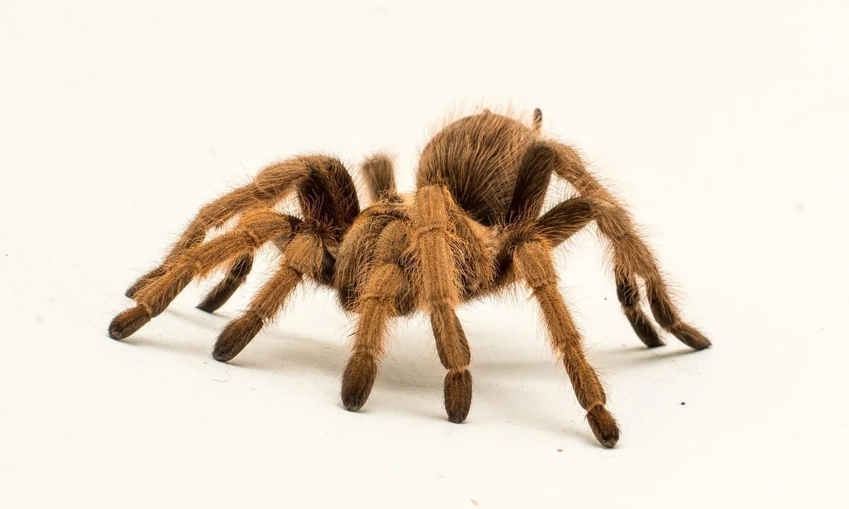 Brown hairy tarantula on a white background with legs extended.