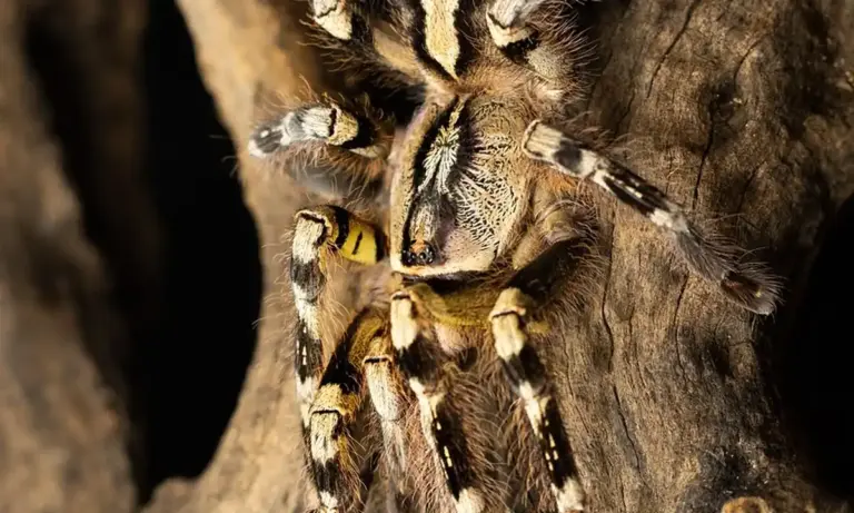 Close-up of a hairy tarantula with banded legs clinging to textured tree bark