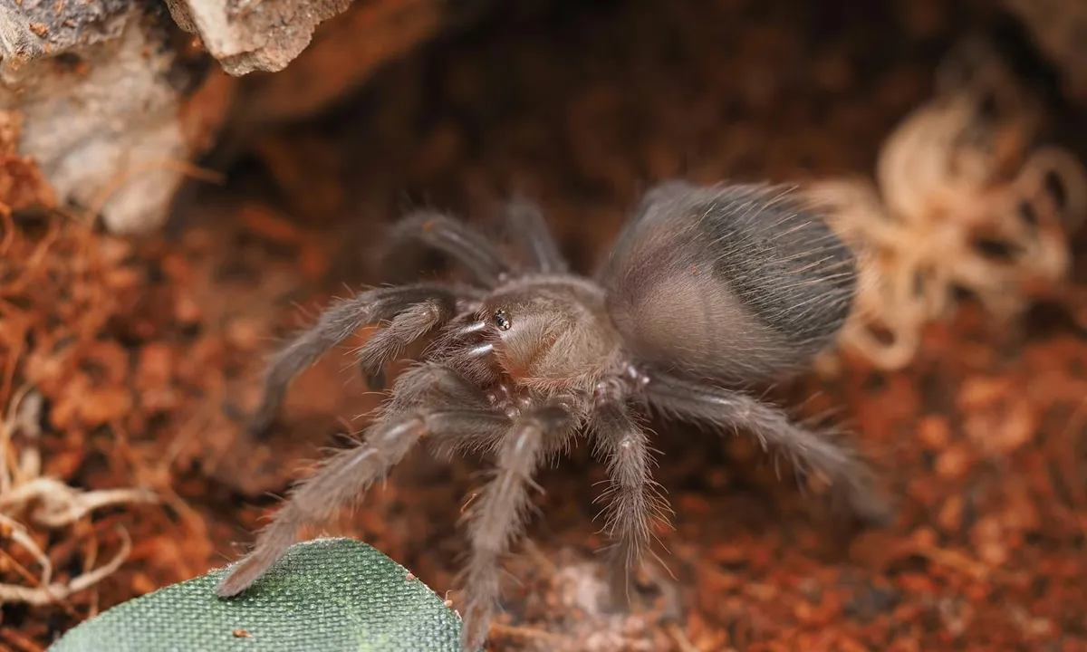 Close-up of a tarantula on gritty orange substrate, highlighting potential hazards of inappropriate tarantula bedding.