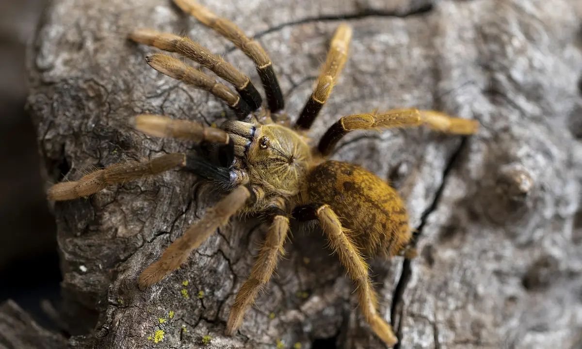 Close-up of a tarantula on rough tree-bark texture