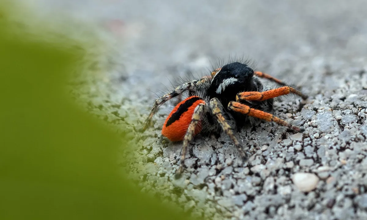 Close-up of a tarantula with orange and black legs on a textured gray surface, with a soft green foreground blur