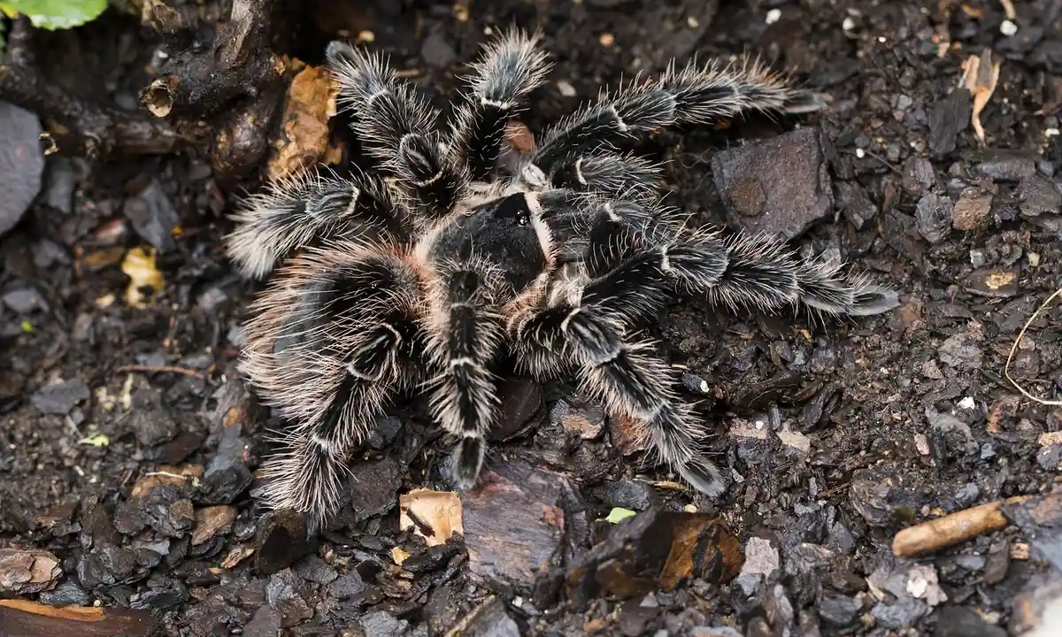 Dark-bodied tarantula with long hairs sits on coarse soil