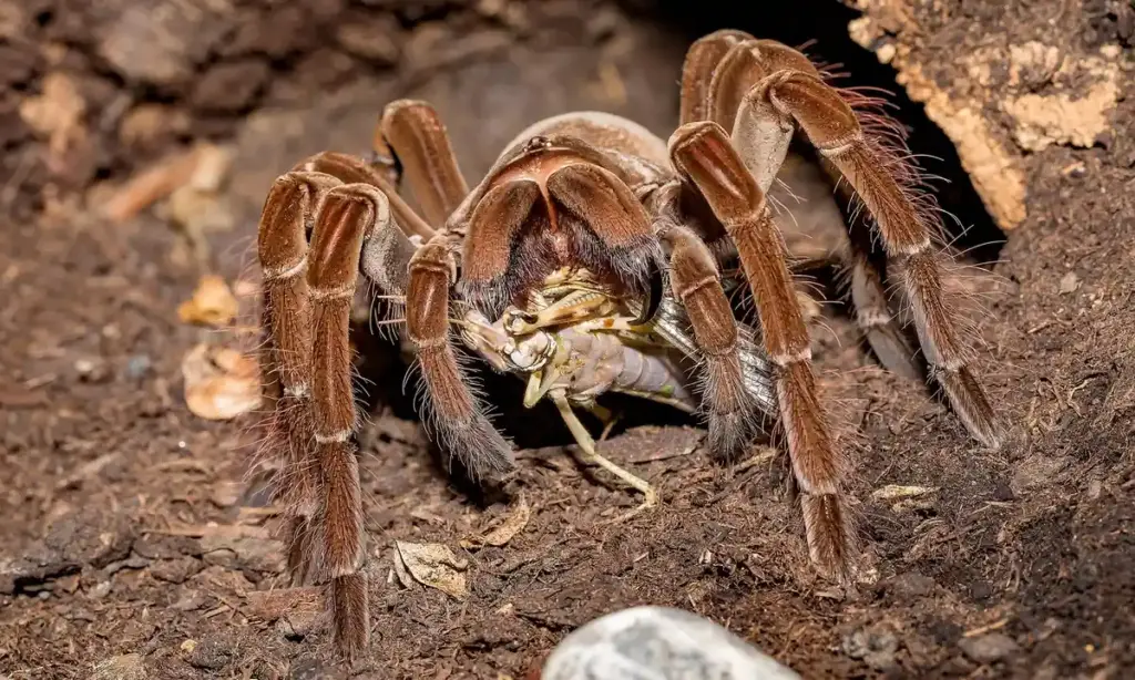 Do Tarantula Bites Hurt? Understanding Pain Levels and Symptoms