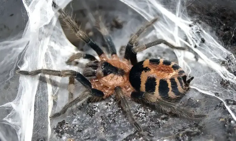 Close-up of an orange and black tarantula on a dark rock, surrounded by white silk