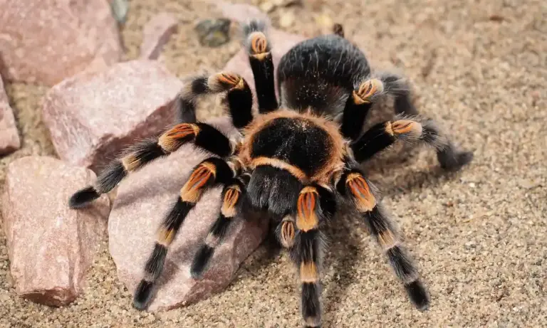 Close-up of a tarantula with a dark body and orange-banded legs on sandy substrate.
