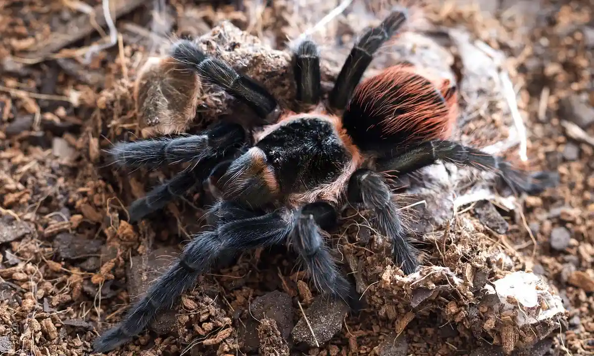 Close-up of a tarantula on soil, showing dark legs and a brown abdomen, illustrating its burrowing lifestyle.