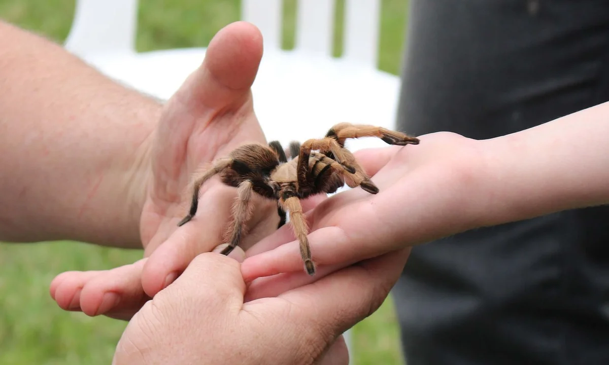 A tarantula being gently held on a caregiver's hands, illustrating careful handling in captivity.
