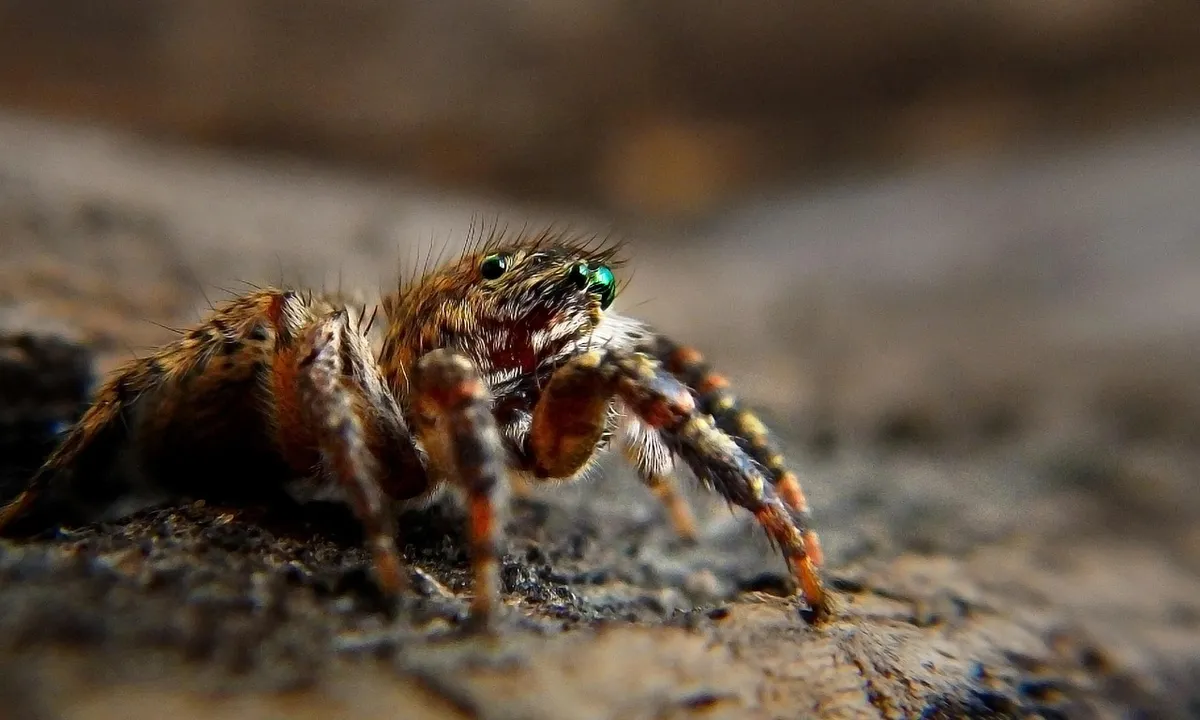 Close-up of a tarantula on a textured rock surface, highlighting the spider's body for a visual guide to tarantula droppings.