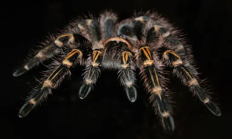Close-up of a tarantula with a hairy black body and orange markings on its legs against a dark background.