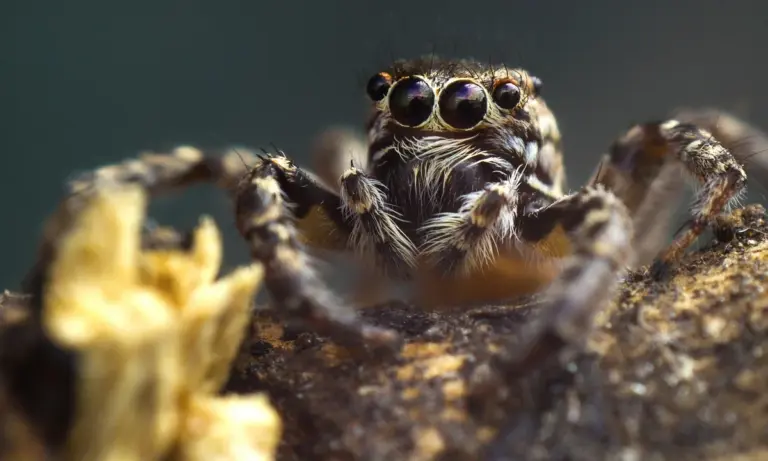 Close-up of a tarantula perched on a rough surface, showing its multiple eyes and fuzzy face.