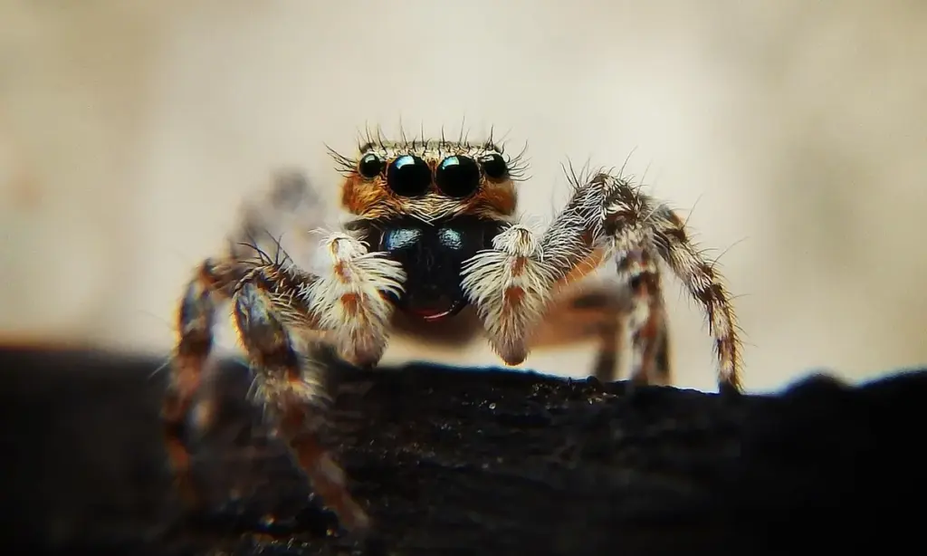 The Tarantula-Frog Symbiosis: Myth or Mutualism?