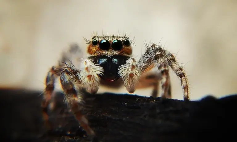 Close-up of a hairy tarantula with multiple eyes facing the camera on a dark surface.