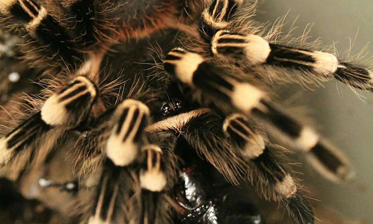 Close-up of a pet tarantula's fuzzy legs with black and tan markings