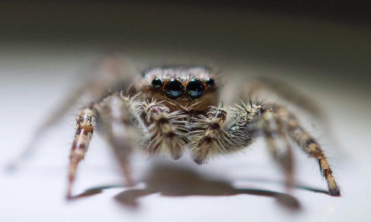 Close-up of a tarantula facing the camera, showing its hairy legs and prominent eyes.