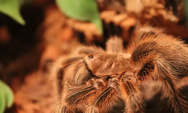 Close-up of a brown, hairy tarantula with detailed legs