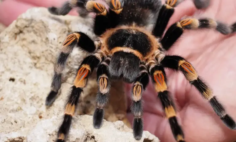 Close-up of a tarantula with black and orange legs on a light rock