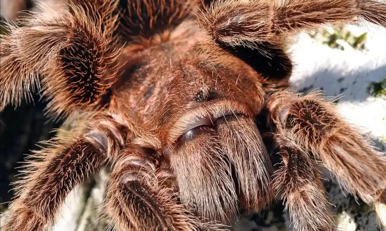 Close-up photo of a brown tarantula with dense hairs on its legs and body, on a light background.