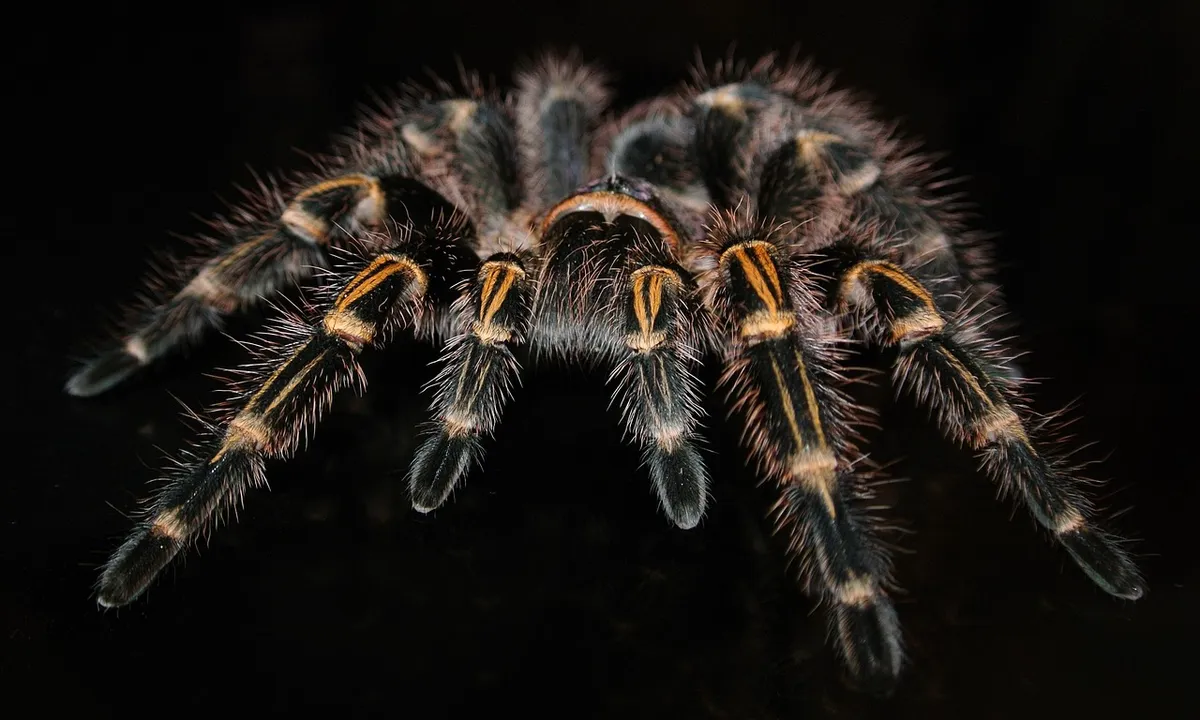 Close-up of a tarantula against a dark background, showing its hairy legs and orange-banded joints.