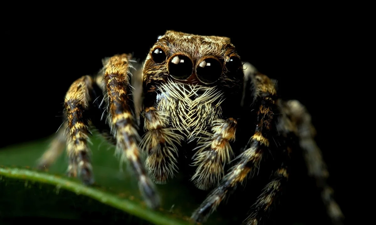 Close-up of a tarantula with prominent eyes and hairy legs on a dark background.