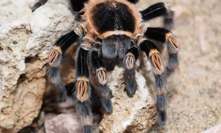 Close-up photograph of a tarantula on a rocky surface, showing its large, hairy legs and distinctive black and orange coloration.