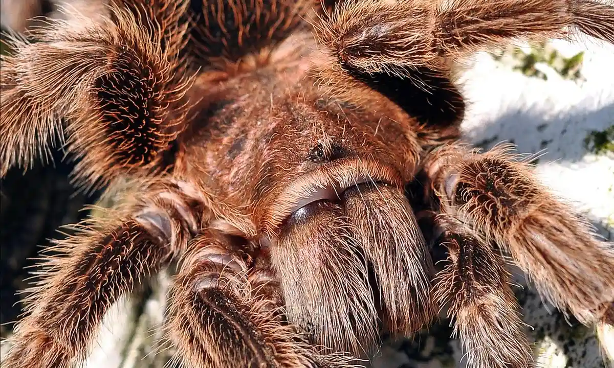 Macro close-up of a tarantula's hairy legs and body.