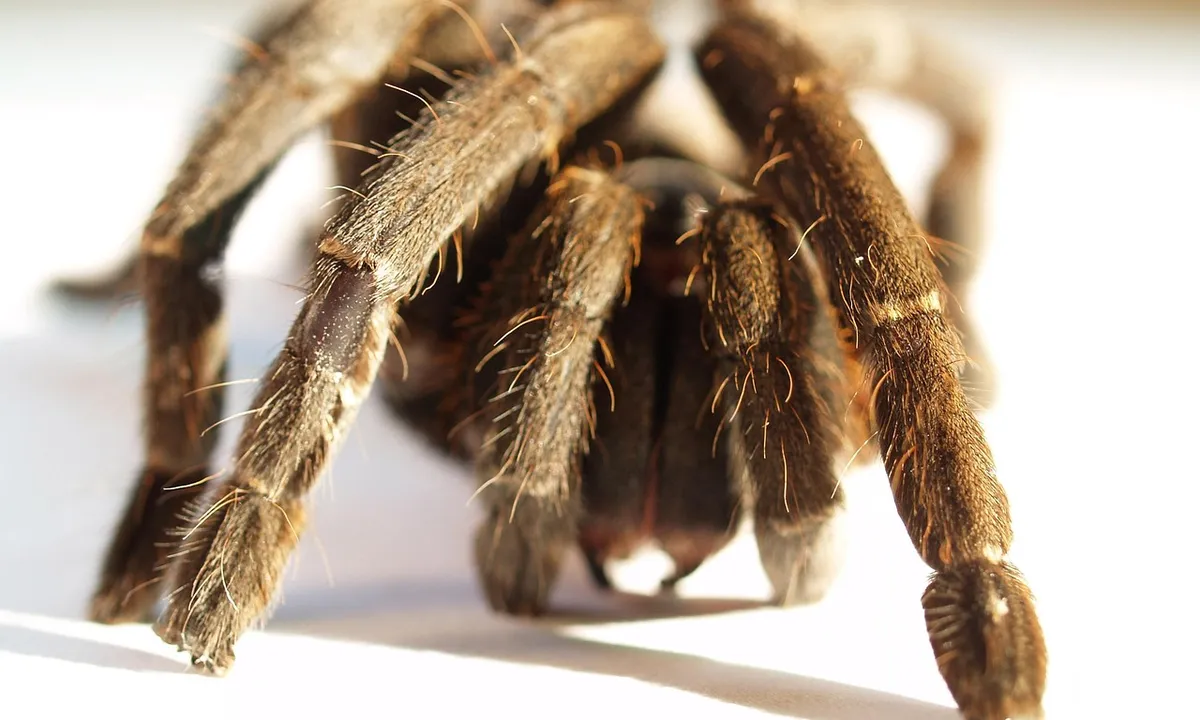 Close-up view of a brown tarantula's hairy legs on a light surface