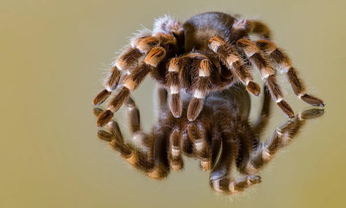 Macro close-up of a tarantula showing dense, banded legs and fuzzy hairs.