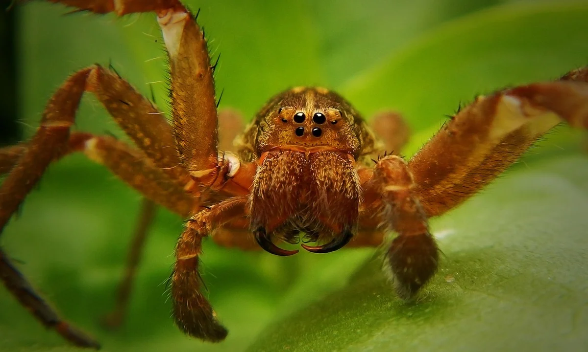 Close-up of a tarantula facing the camera on a green leaf, highlighting its eyes, fangs, and stout legs.
