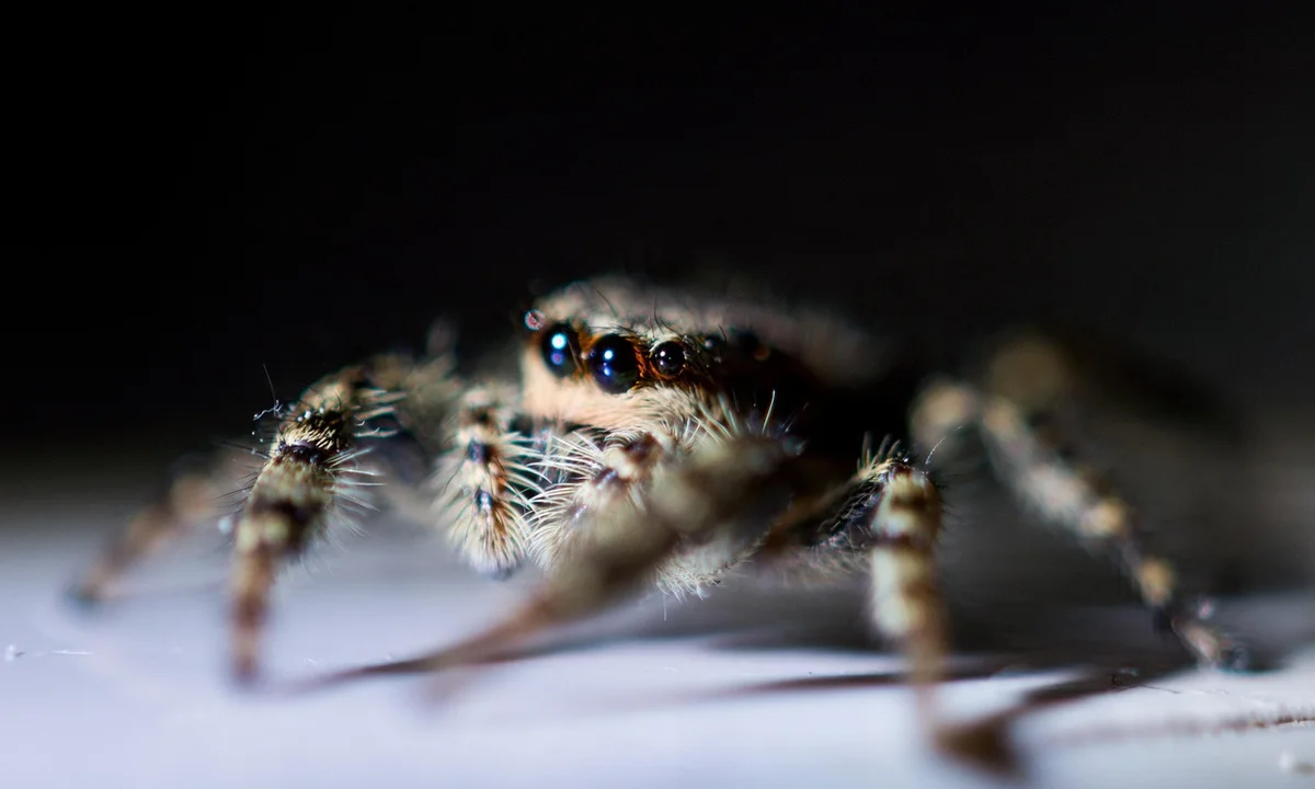 Close-up of a tarantula's face with several eyes visible, highlighting its alertness and appetite rhythm.