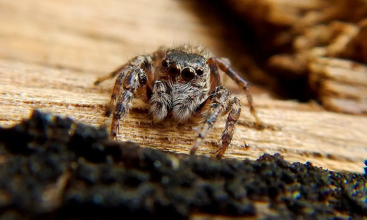 Close-up of a tarantula on a textured wooden surface