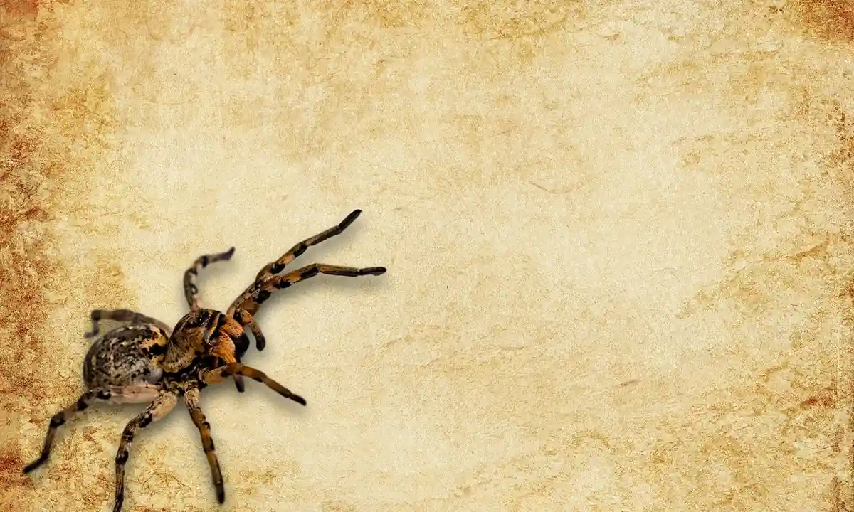 Tarantula on a pale, textured beige background, illustrating its defensive posture