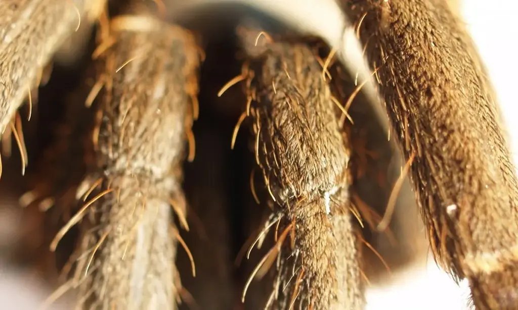 How Do Tarantulas Defend Themselves? From Hairs to Venom