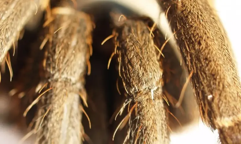Close-up of a tarantula's legs with dense defensive hairs