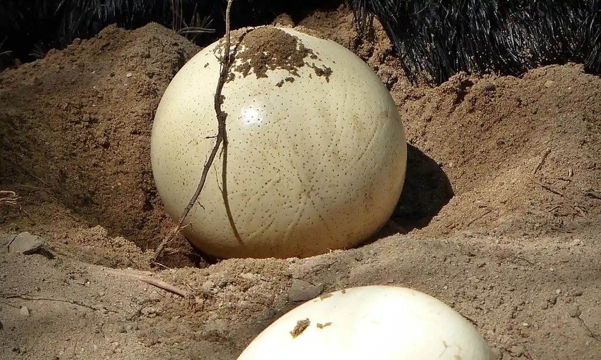 Two pale tarantula egg sacs partially buried in sandy substrate.