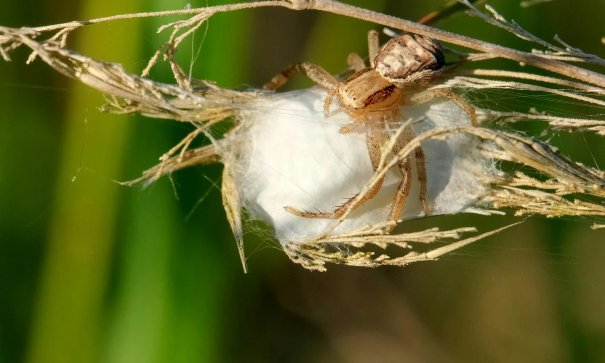A tarantula clinging to a white silk egg sac attached to dried plant stems.