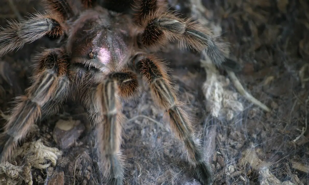Close-up of a tarantula inside a glass enclosure, showing dense setae on its legs and a rocky substrate.