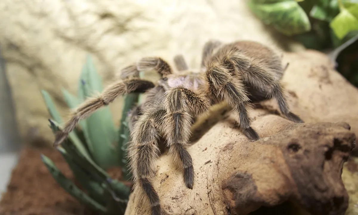 Tarantula on cork bark inside a terrarium