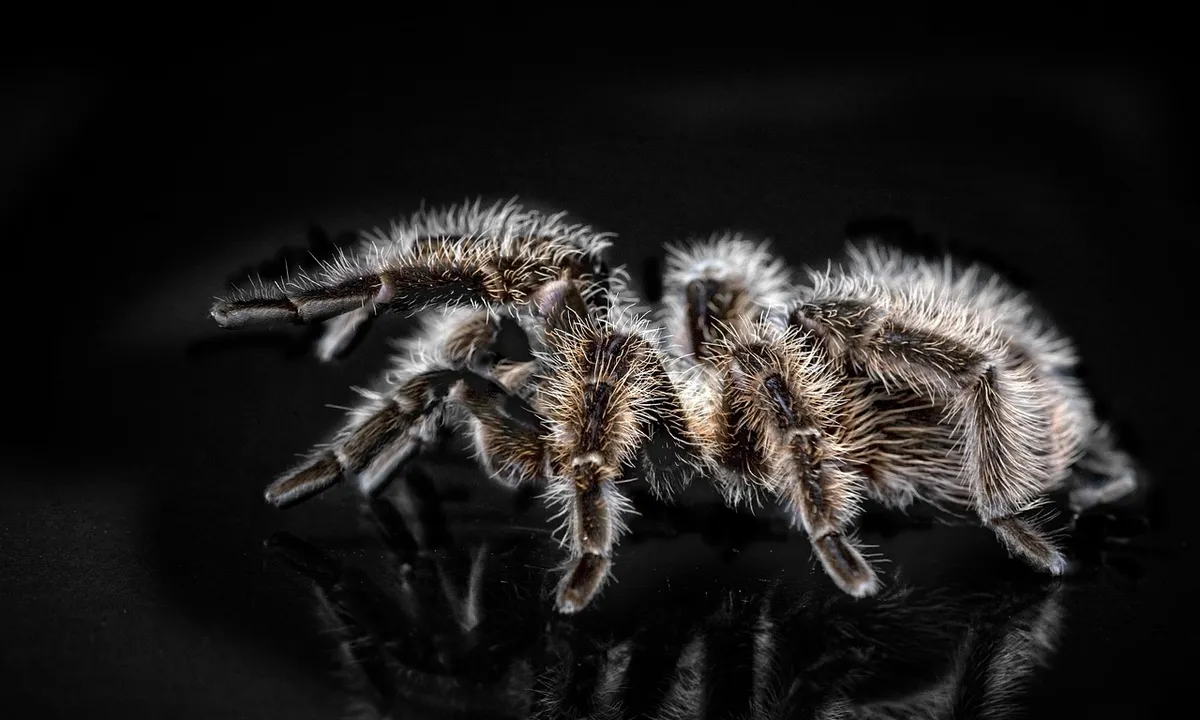 Close-up of a tarantula on a dark, reflective surface, showing its hairy legs and body.