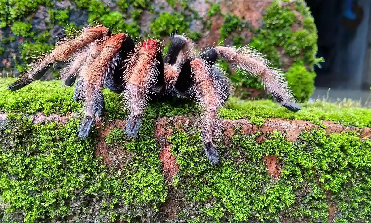 Tarantula with orange-brown legs on a moss-covered rock surface
