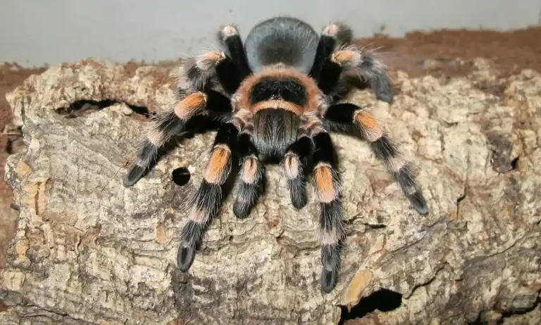 A tarantula with dark body and orange-brown leg bands sits on a textured piece of bark.