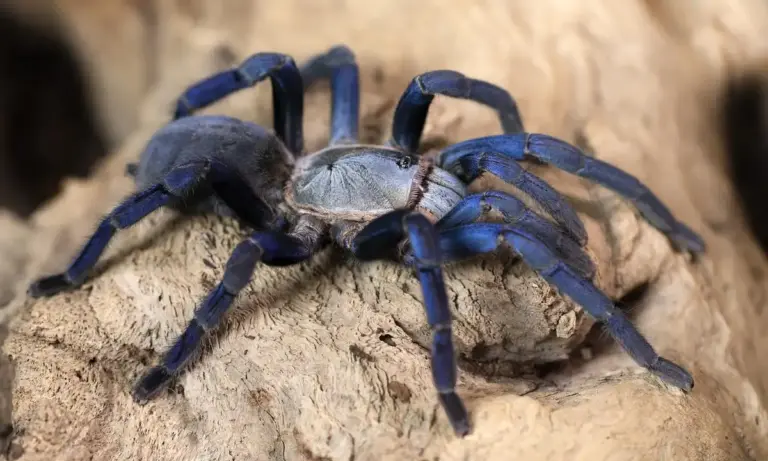 Close-up of a blue-black tarantula on a textured rock surface.