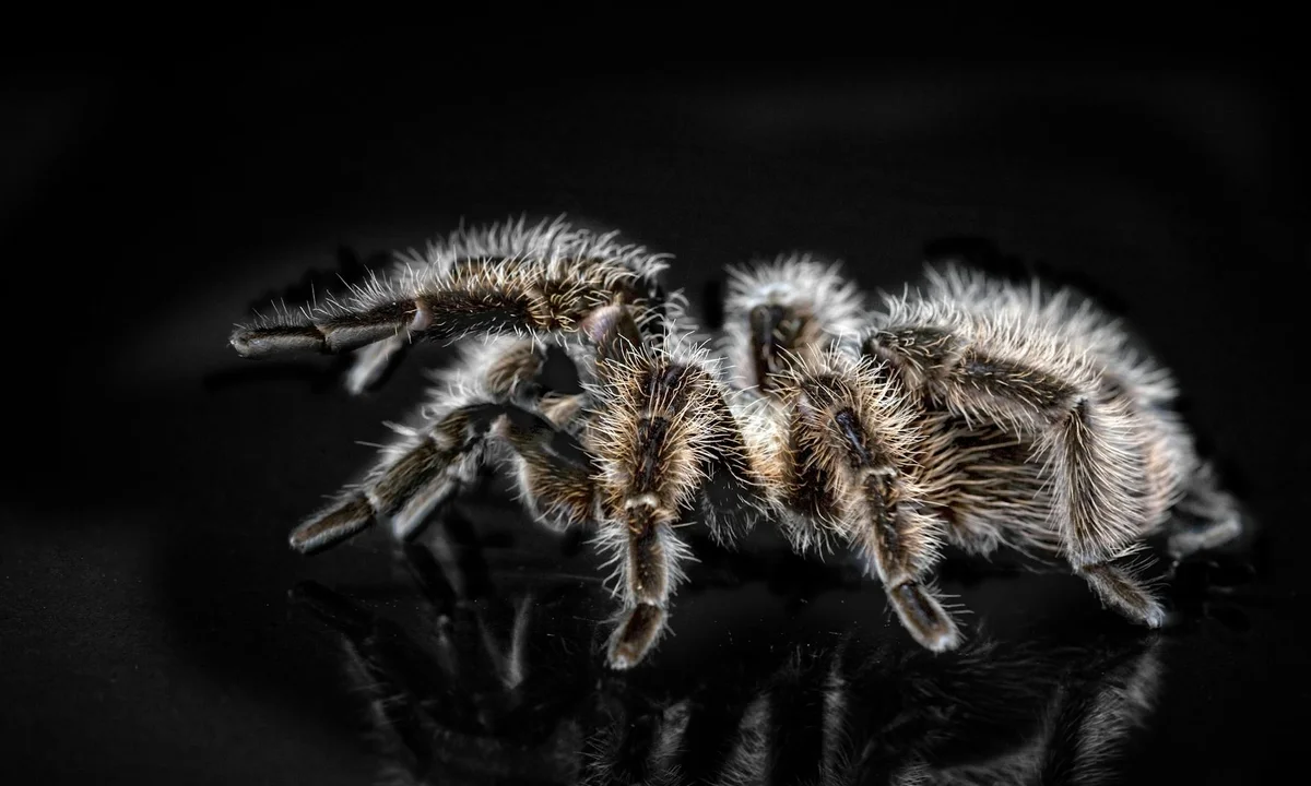 Close-up of a hairy tarantula on a dark, reflective surface