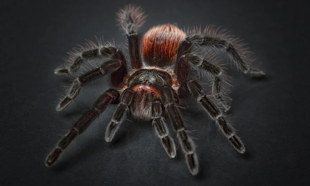 Top-down close-up of a tarantula on a dark background, showing its legs and body.