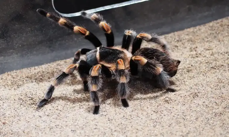 Juvenile tarantula with dark body and orange-brown leg joints on a sandy substrate inside a terrarium.