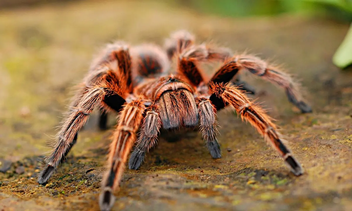 Close-up of a brown, hairy tarantula on a damp, earthy surface with legs splayed.