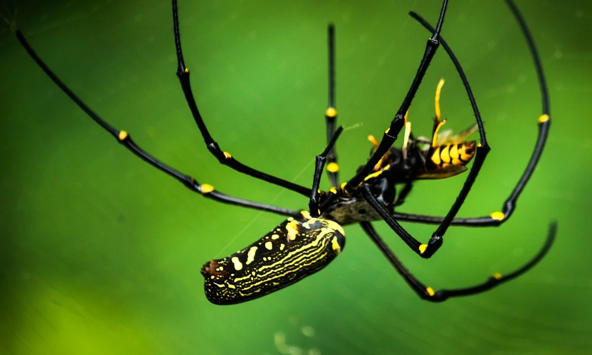 Close-up of a tarantula-like spider with long black legs and yellow markings on its body, set against a green background.