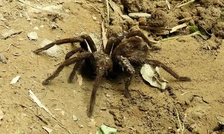 Close-up of a tarantula on sandy ground with scattered leaves