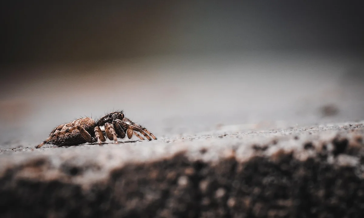 A tarantula crawling on a rough, rocky surface with a blurred background.